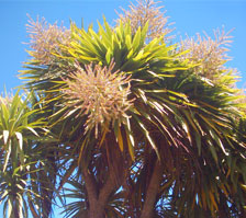 Cabbage tree